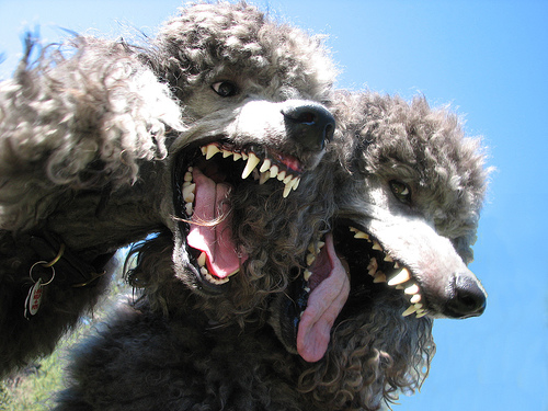 Maintaining Your Web Security: Yottaa's Response to POODLE